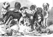 Prize dogs in the National Dog Show at Islington, 1869. Creator: Unknown