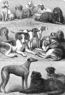 Prize dogs of the second International Dog Show at the Islington Agricultural Hall, 1864. Creator: Friedrich Wilhelm Keyl