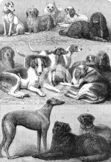 Prize dogs of the second International Dog Show at the Islington Agricultural Hall, 1864. Creator: Friedrich Wilhelm Keyl.