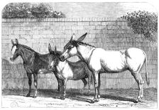 Prize donkeys and mule at the Show in the Agricultural Hall, Islington, 1864. Creator: Unknown