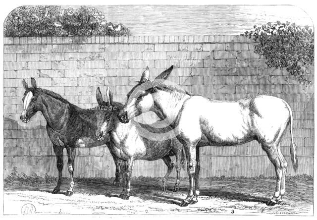 Prize donkeys and mule at the Show in the Agricultural Hall, Islington, 1864. Creator: Unknown.