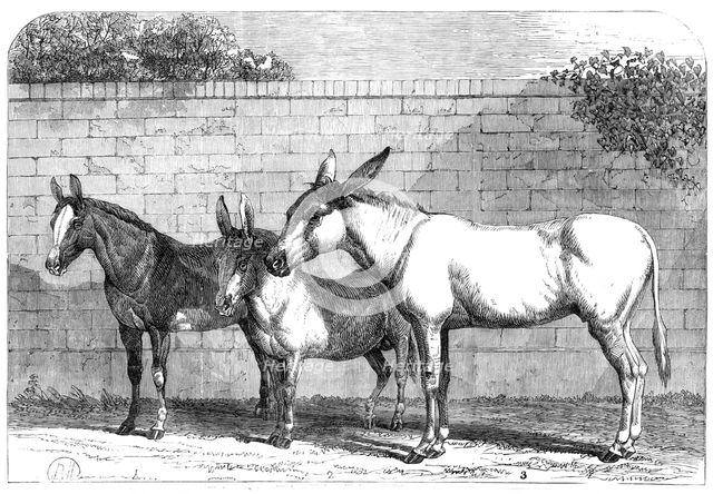 Prize donkeys and mule at the Show in the Agricultural Hall, Islington, 1864. Creator: Unknown.