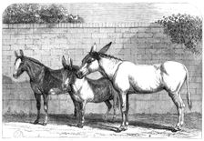 Prize donkeys and mule at the Show in the Agricultural Hall, Islington, 1864. Creator: Unknown