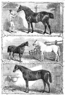Prize horses at the Agricultural Hall, Islington, 1864. Creator: Unknown