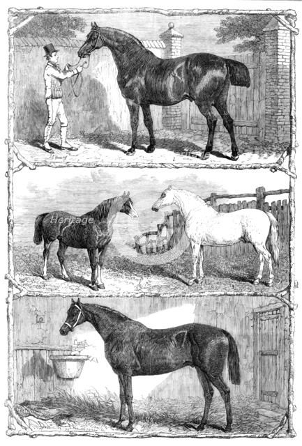 Prize horses at the Agricultural Hall, Islington, 1864. Creator: Unknown.