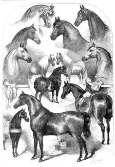 Prize horses at the Horse Show in the Agricultural Hall, Islington, 1865. Creator: Unknown