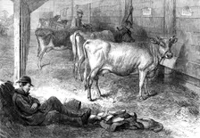 Prize Jersey cows at the Bath and West of England Agricultural Show at Southampton, 1869. Creator: Unknown