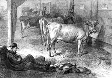Prize Jersey cows at the Bath and West of England Agricultural Show at Southampton, 1869. Creator: Unknown