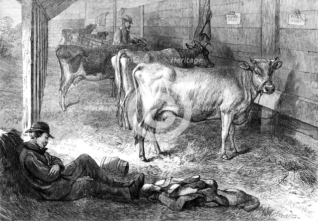 Prize Jersey cows at the Bath and West of England Agricultural Show at Southampton, 1869. Creator: Unknown.
