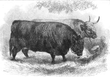 Prize oxen at the Smithfield Club Cattle Show, 1872. Creator: John Greenaway