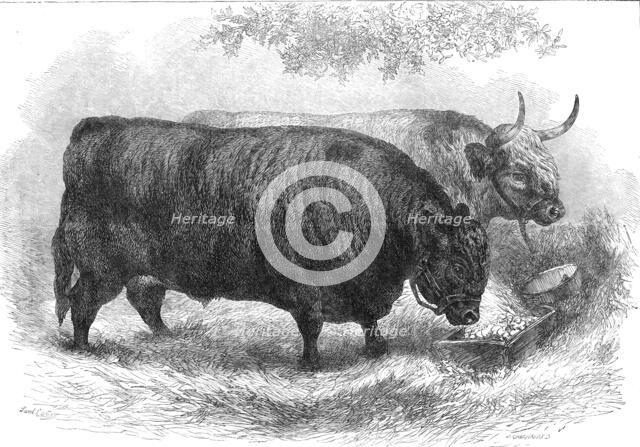 Prize oxen at the Smithfield Club Cattle Show, 1872. Creator: John Greenaway.