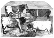 Prize Shorthorns at the Royal Agricultural Society's show, Canterbury, 1860. Creator: Harrison Weir