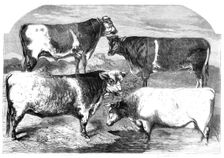 Prize Shorthorns at the Royal Agricultural Society's show, Canterbury, 1860. Creator: Harrison Weir