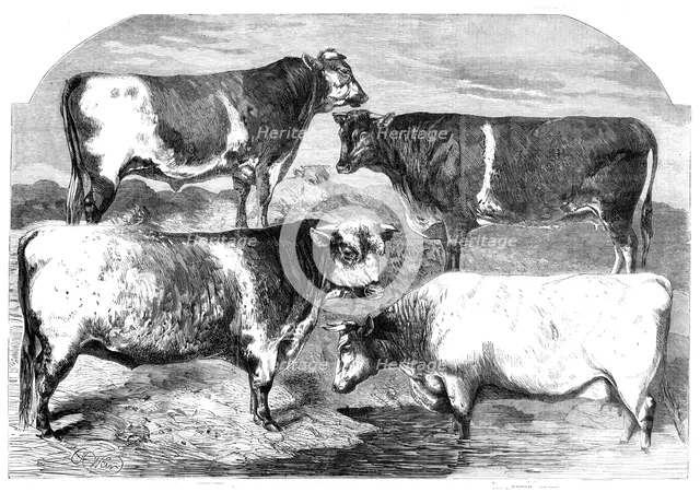 Prize Shorthorns at the Royal Agricultural Society's show, Canterbury, 1860. Creator: Harrison Weir.