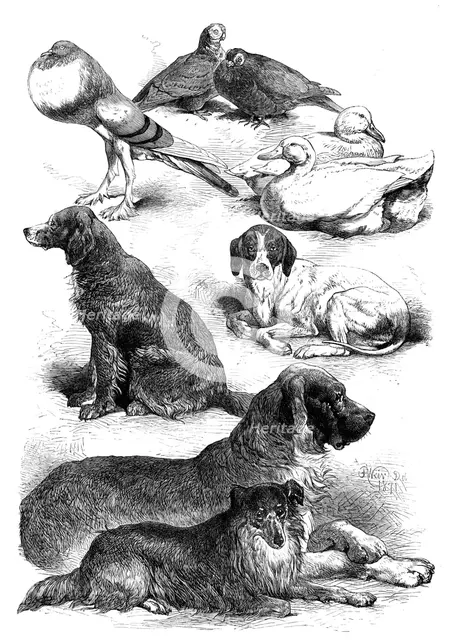 Prize poultry and dogs at the Birmingham Show, 1871. Creator: Unknown.