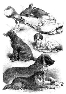 Prize poultry and dogs at the Birmingham Show, 1871. Creator: Unknown