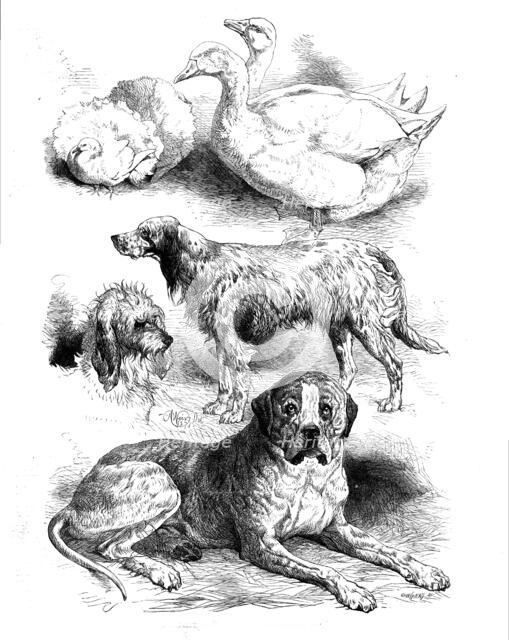 Prize poultry and dogs at the Birmingham Show, 1871. Creator: Unknown.