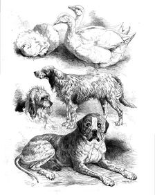 Prize poultry and dogs at the Birmingham Show, 1871. Creator: Unknown