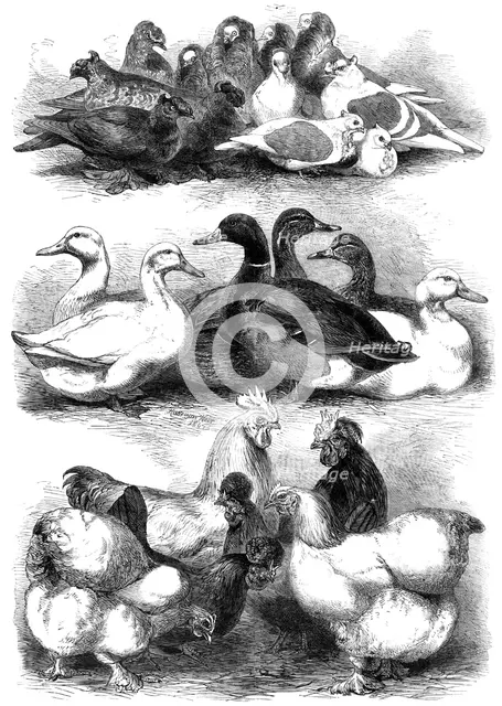 Prize pigeons and poultry at Bingley Hall, Birmingham, 1864. Creator: Harrison Weir.