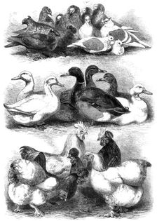 Prize pigeons and poultry at Bingley Hall, Birmingham, 1864. Creator: Harrison Weir