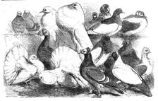 Prize pigeons at the show of the Philo-Peristeron Society, recently held in Freemasons Hall, 1864. Creator: Unknown