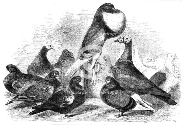 Prize Pigeons at the recent show of the Halifax Fancy Pigeon Association, 1862. Creator: Harrison Weir.