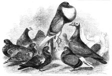Prize Pigeons at the recent show of the Halifax Fancy Pigeon Association, 1862. Creator: Harrison Weir
