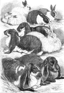 Prize rabbits at the Crystal Palace Show, 1872. Creator: Unknown