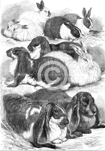 Prize rabbits at the Crystal Palace Show, 1872. Creator: Unknown.