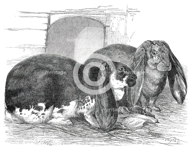 Prize Rabbits at the Rochester and Chatham Show, 1850. Creator: Smyth.