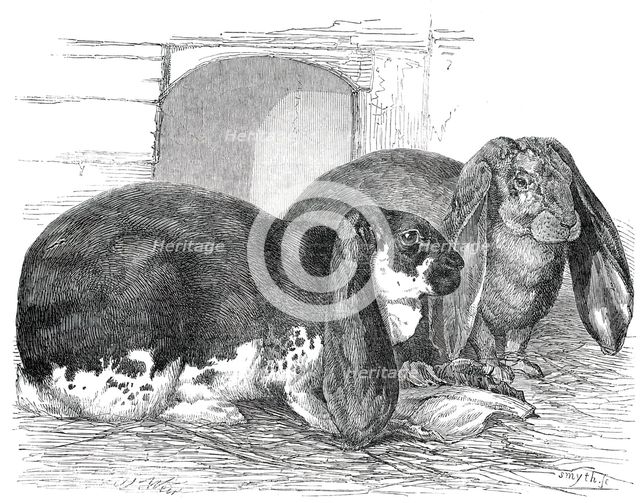 Prize Rabbits at the Rochester and Chatham Show, 1850. Creator: Smyth.