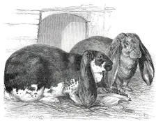 Prize Rabbits at the Rochester and Chatham Show, 1850. Creator: Smyth