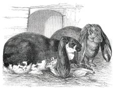 Prize Rabbits at the Rochester and Chatham Show, 1850. Creator: Smyth