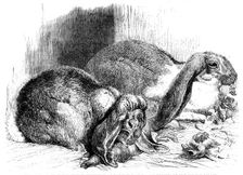 Prize rabbits from the...exhibition of poultry, pigeons, and rabbits at the Crystal Palace, 1862. Creator: Harrison Weir