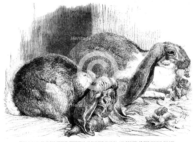 Prize rabbits from the...exhibition of poultry, pigeons, and rabbits at the Crystal Palace, 1862. Creator: Harrison Weir.