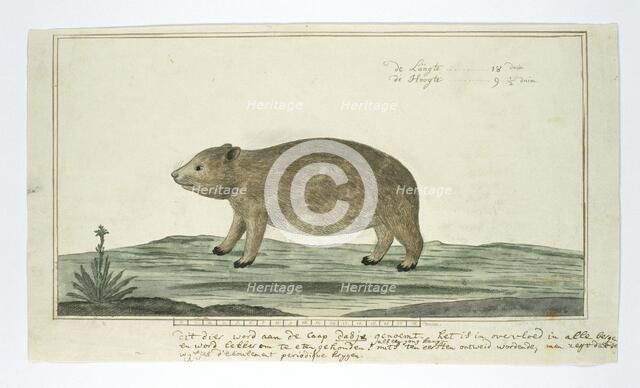 Procavia capensis (Rock hyrax or dassie), 1777-1786. Creator: Robert Jacob Gordon.