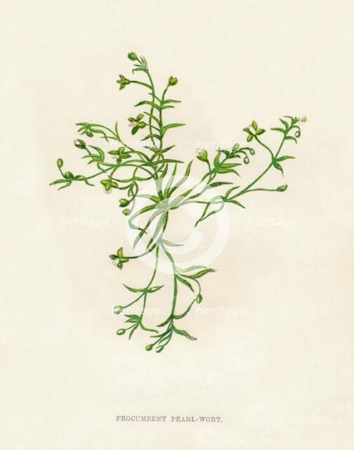 'Procumbent Pearl-Wort', c1891, (1891). Artist: Anne Pratt.