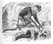 Proboscis Monkey c1900. Artist: Helena J. Maguire