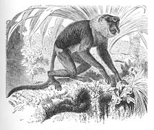 Proboscis Monkey c1900. Artist: Helena J. Maguire