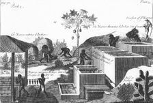 Producing indigo dye with slave labour: West Indies or Central America, 1725. Creator: Anon