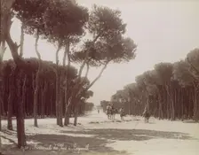 Promenade des Pins à Beyrouth, ca. 1870. Creator: Felix Bonfils