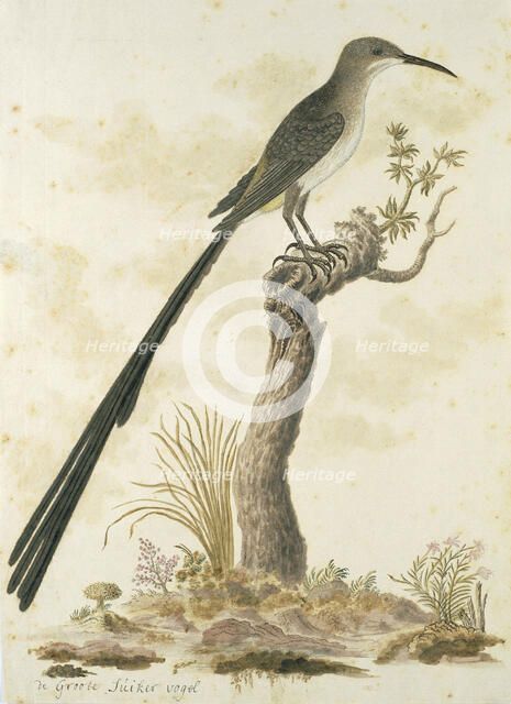 Promerops cafer (Cape sugarbird), 1777-1786. Creator: Robert Jacob Gordon.