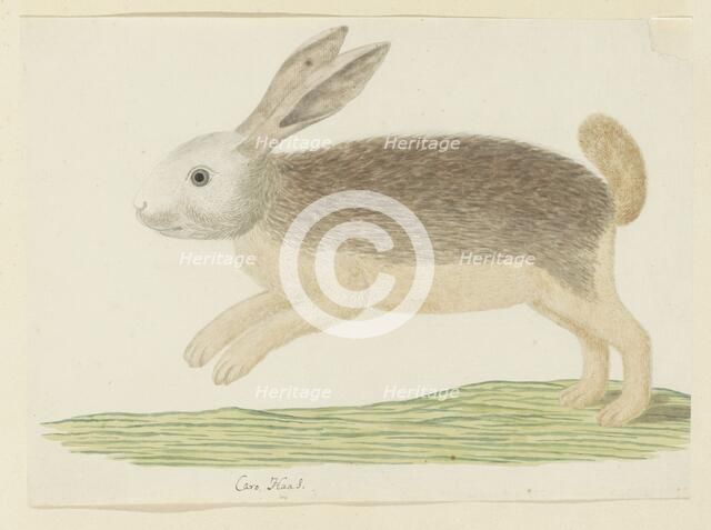 Pronolagus sp. (Karoo hare), 1777-1786. Creator: Robert Jacob Gordon.