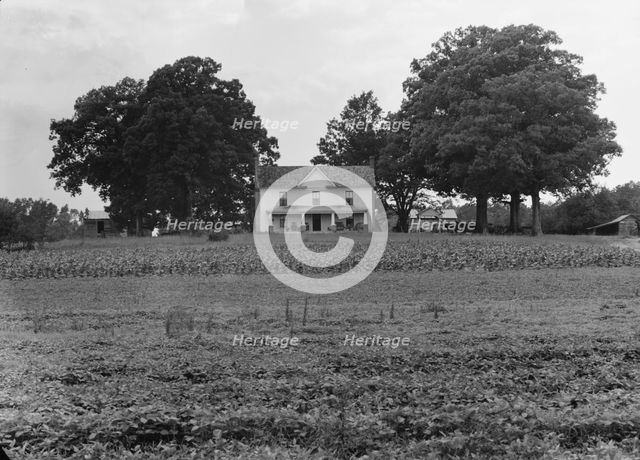 Prosperous farmer's house and farm landscape seen from the road, near Colbreth, North Carolina, 1939 Creator: Dorothea Lange.