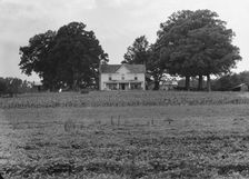 Prosperous farmer's house and farm landscape seen from the road, near Colbreth, North Carolina, 1939 Creator: Dorothea Lange