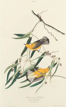 Prothonotary Warbler, 1827. Creator: William Home Lizars