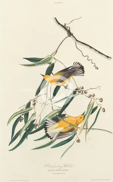Prothonotary Warbler, 1827. Creator: William Home Lizars.