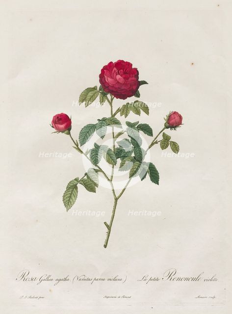 Provence or French Rose, 1817-1824. Creator: Henry Joseph Redouté (French, 1766-1853).