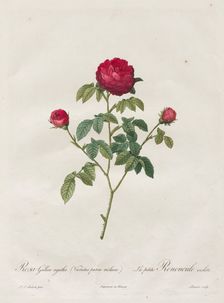 Provence or French Rose, 1817-1824. Creator: Henry Joseph Redouté (French, 1766-1853)