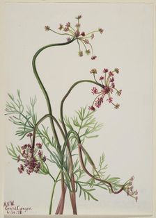 Pseudocymopterus montanus, 1938. Creator: Mary Vaux Walcott